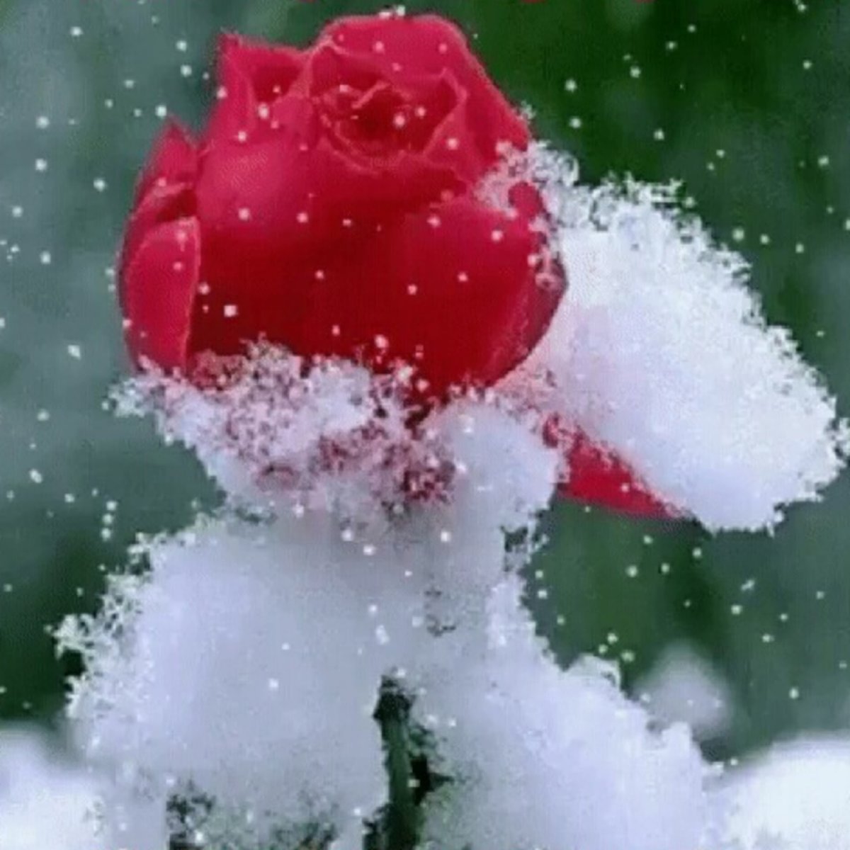 Роза на снегу арт