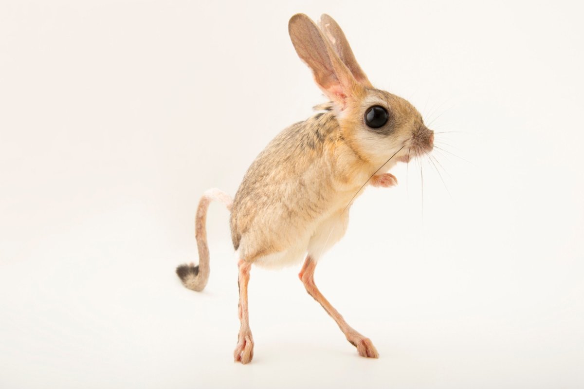 Тушканчик рисунок