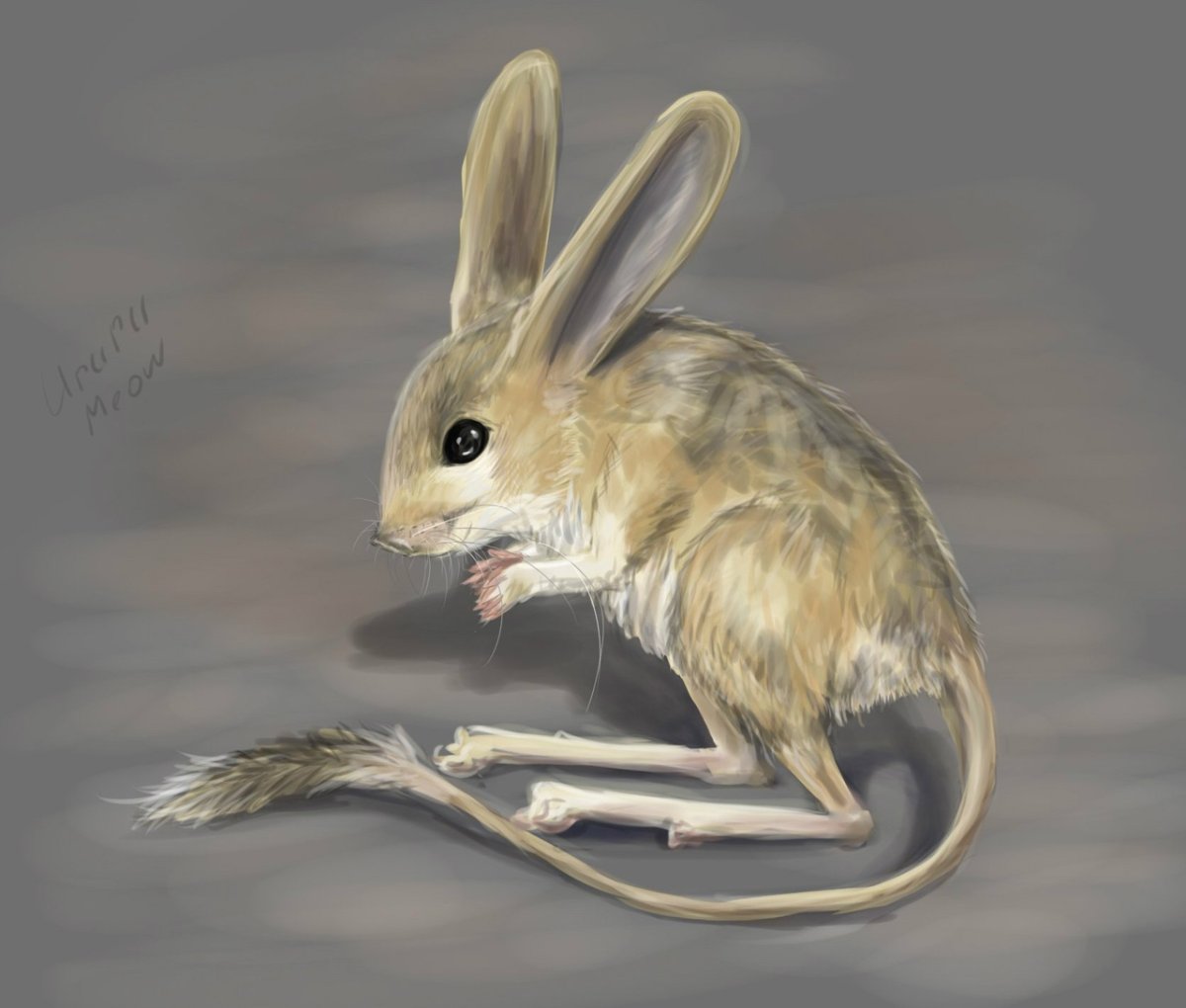 Тушканчик на прозрачном фоне