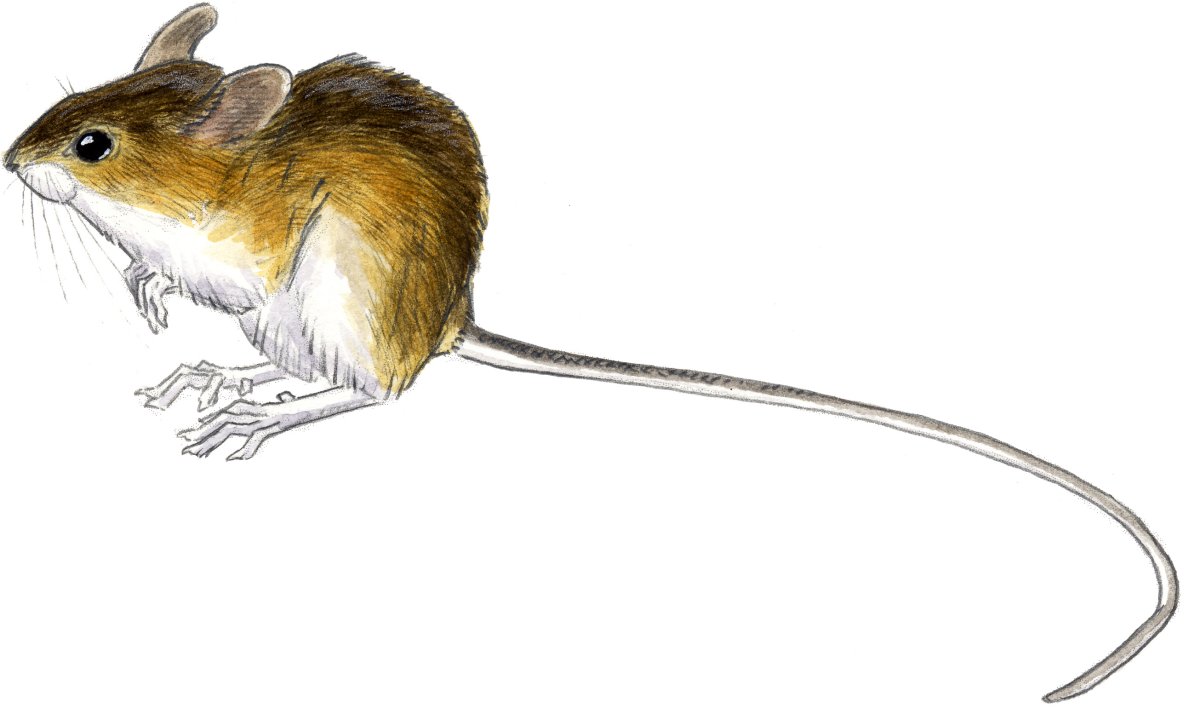 Тушканчик раскраска