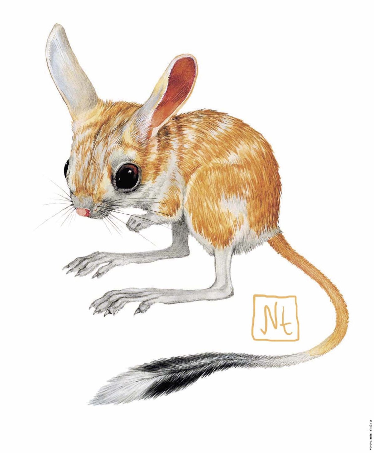 Тушканчик мультяшный