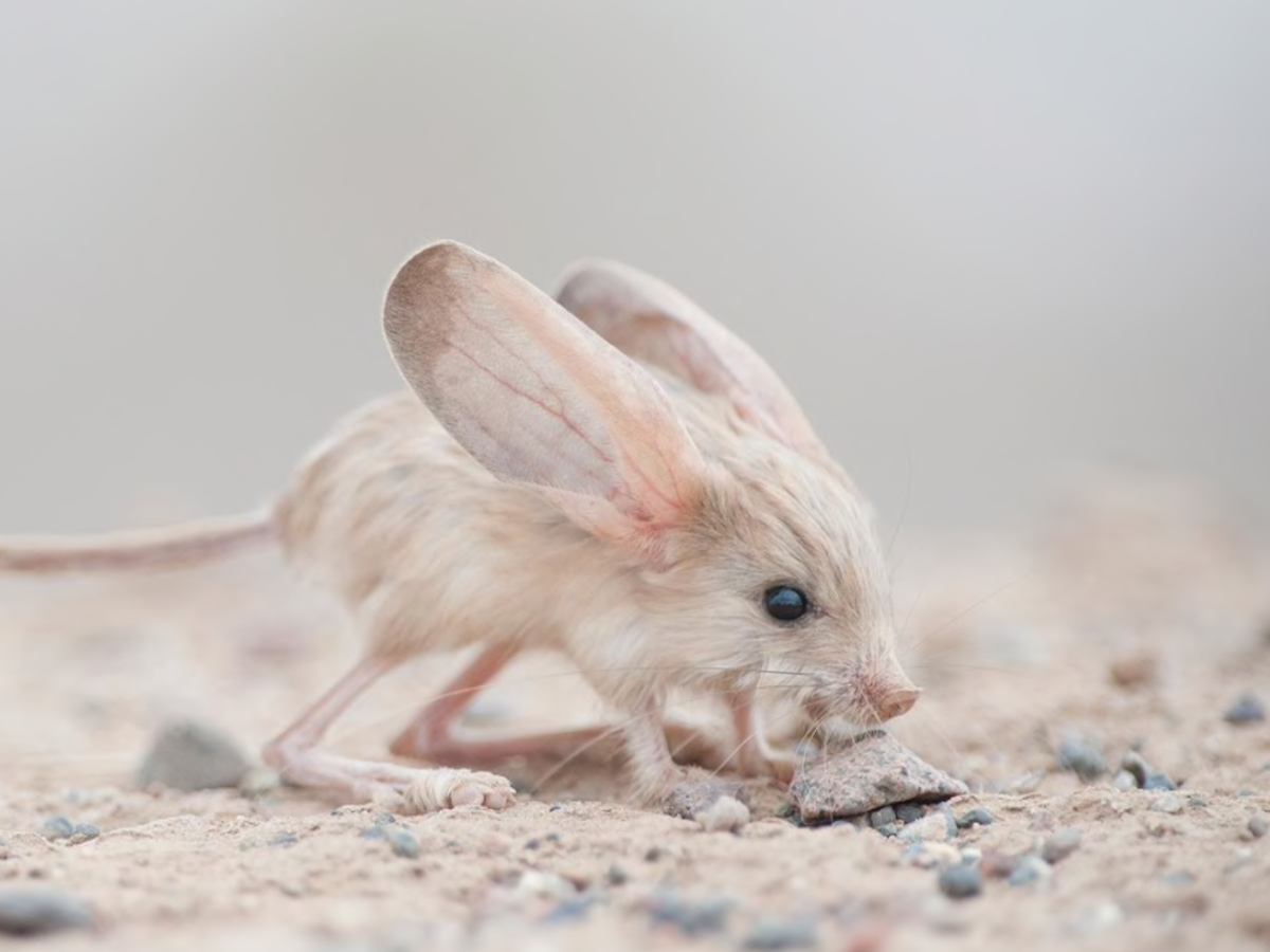 Мохноногий тушканчик (dipus Sagitta)