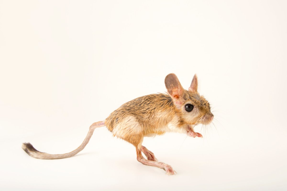 Большой тушканчик раскраска