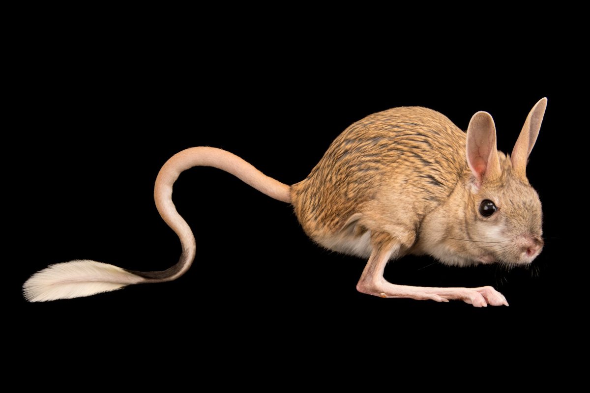 Тушканчик Бобринского