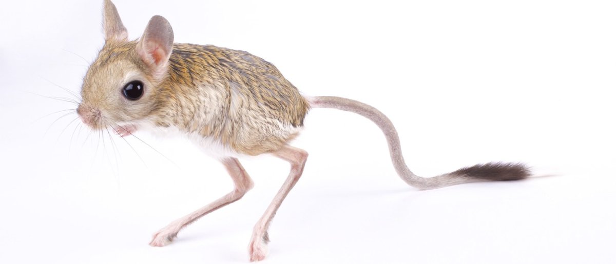 Тушканчик мультяшный