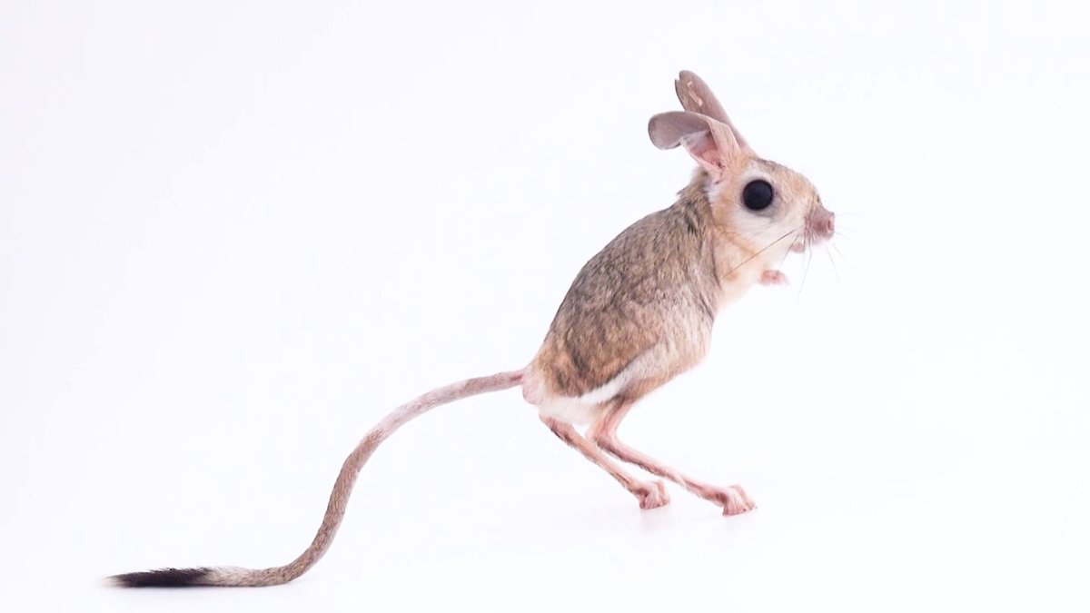 Тушканчик скетч