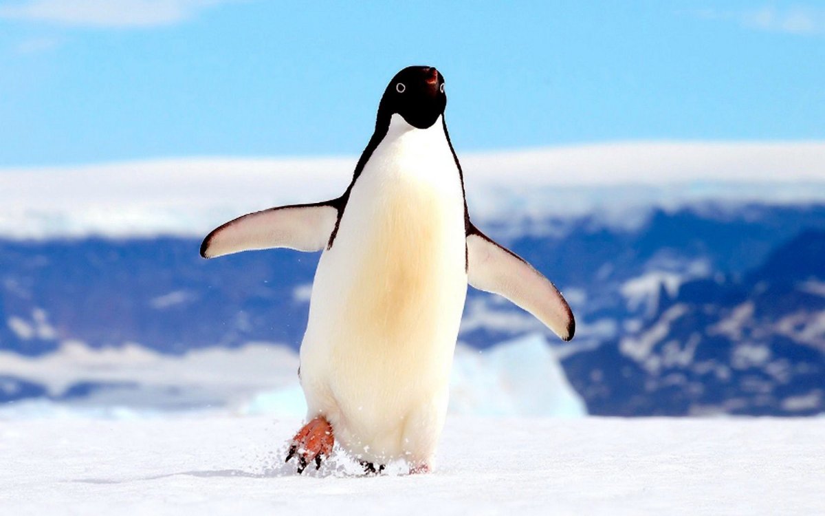 Животные Арктики и Антарктики рисование