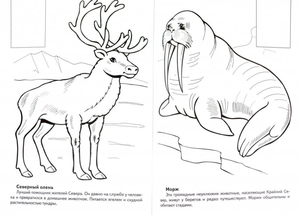 Животные севера для детей