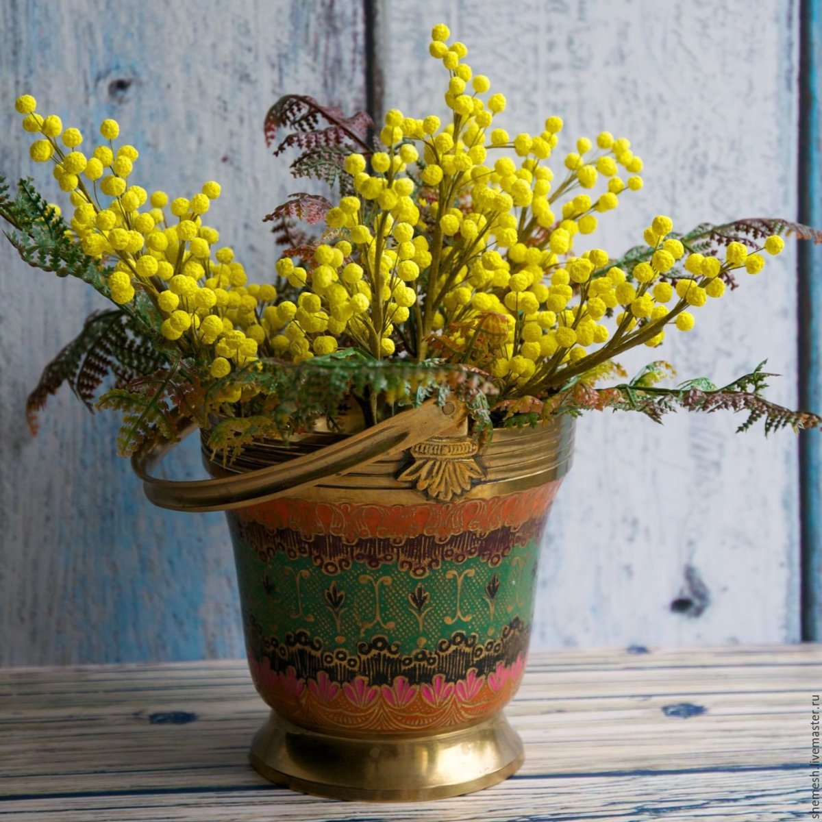 Мимоза засушенная