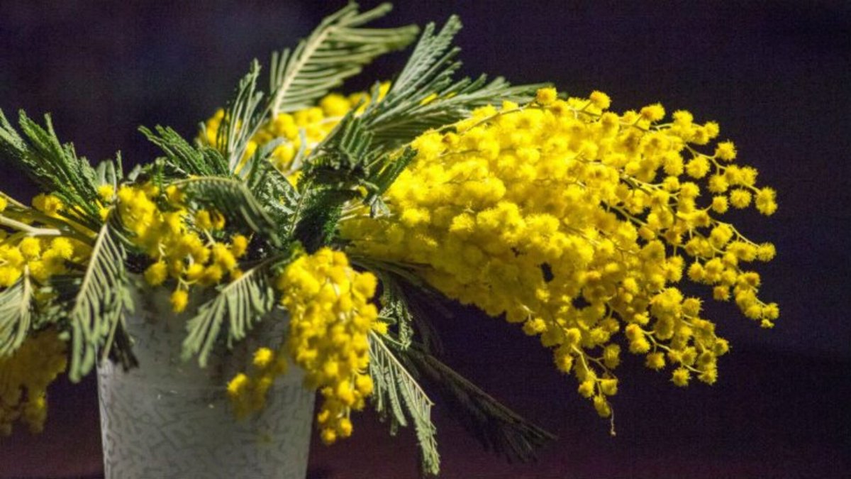 Мимоза засушенная