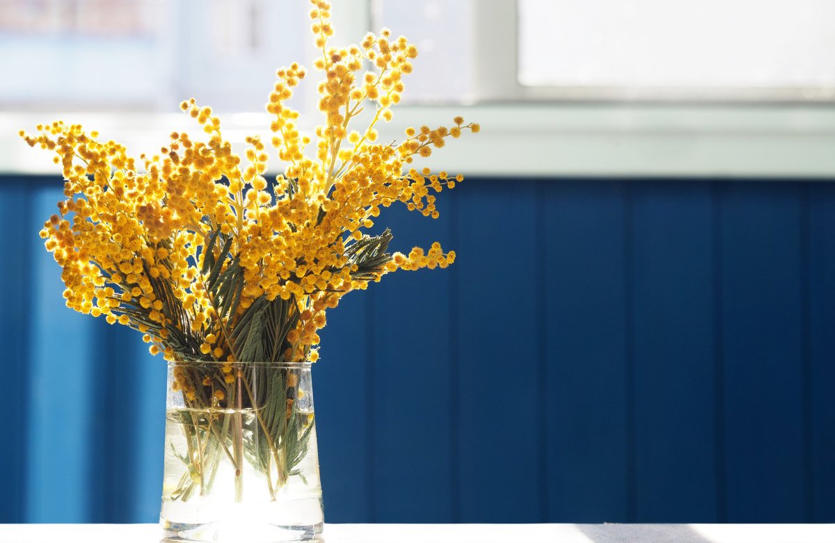 A Brunch of Golden Wattle close up in Glass