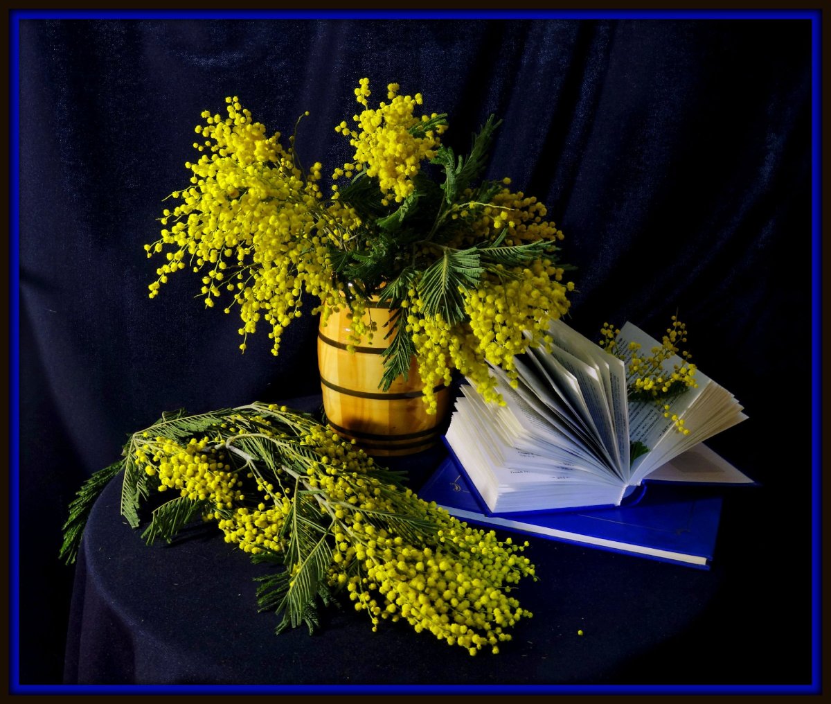 Акация серебристая букет