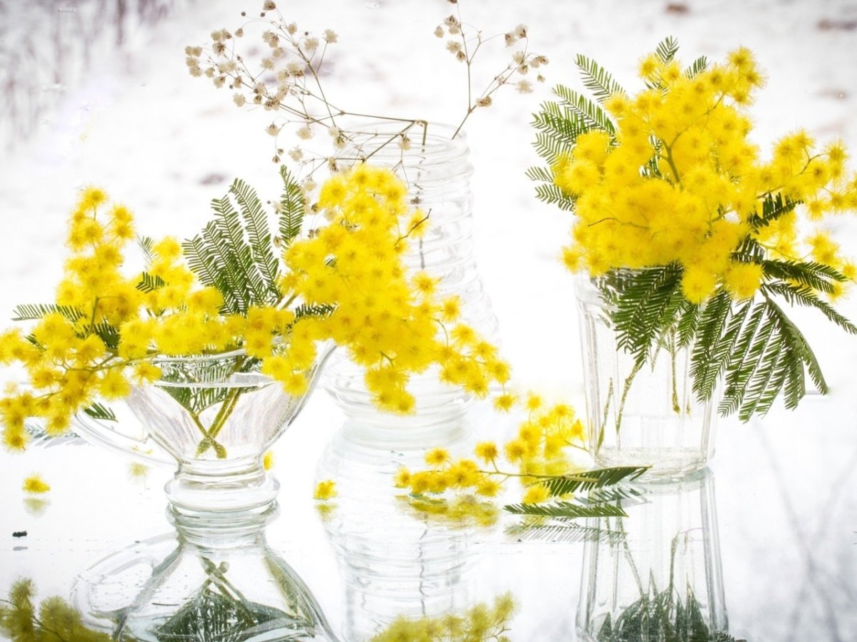 Мимоза на окне