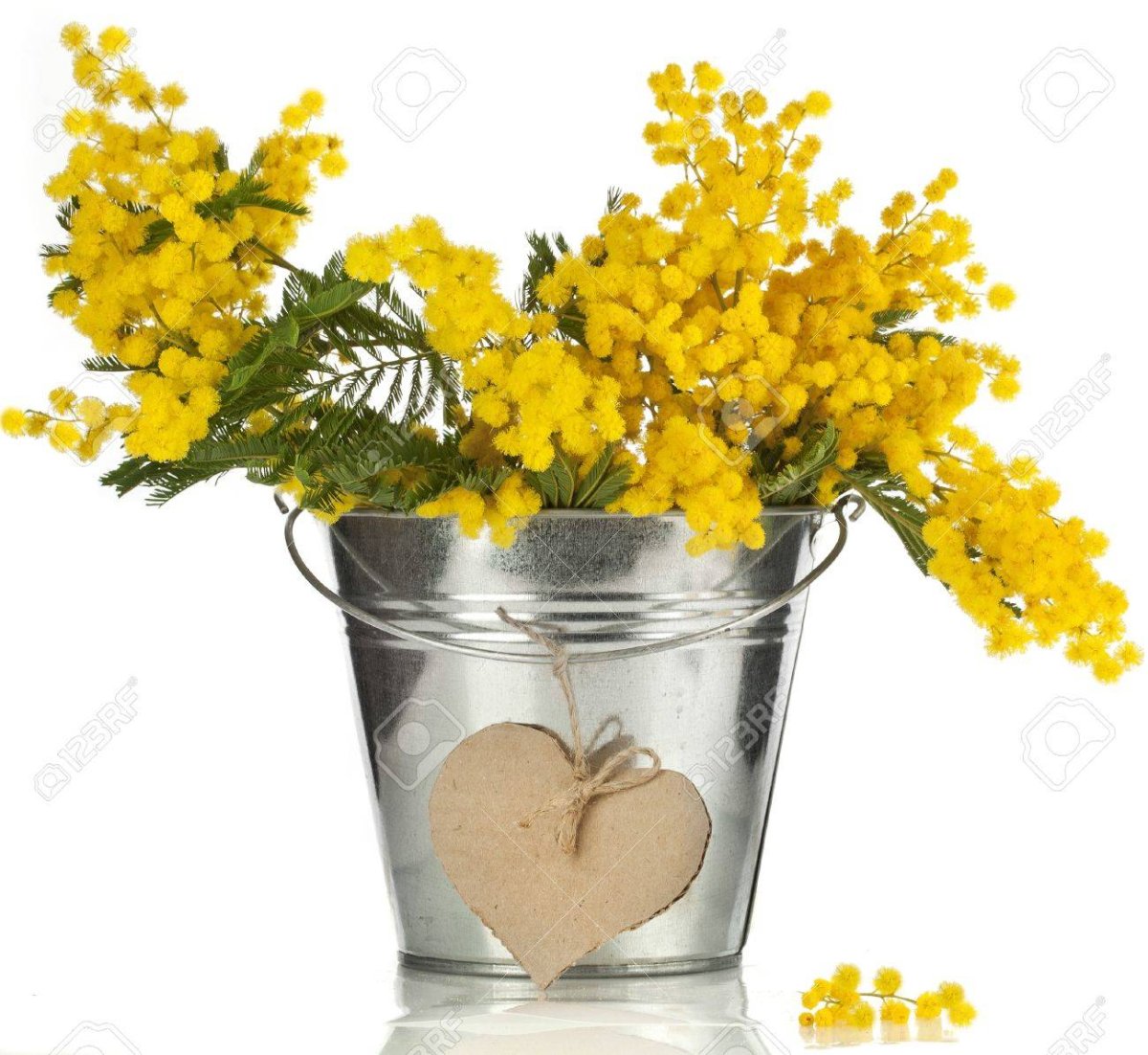 Мимоза цветок и Верба