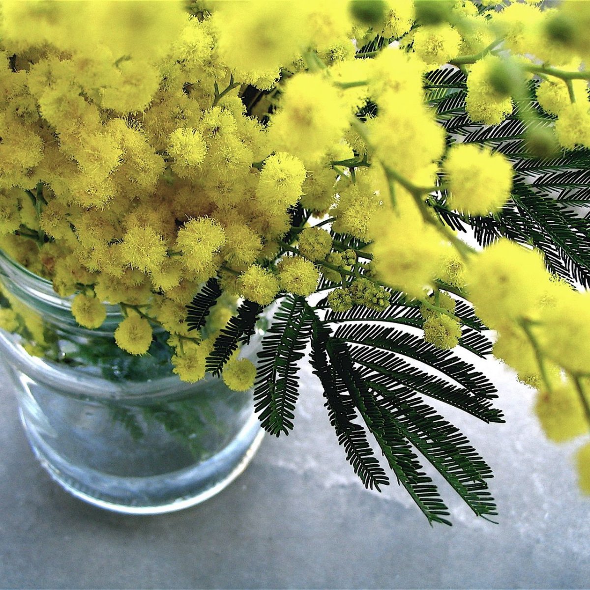 Тюльпаны и Мимоза