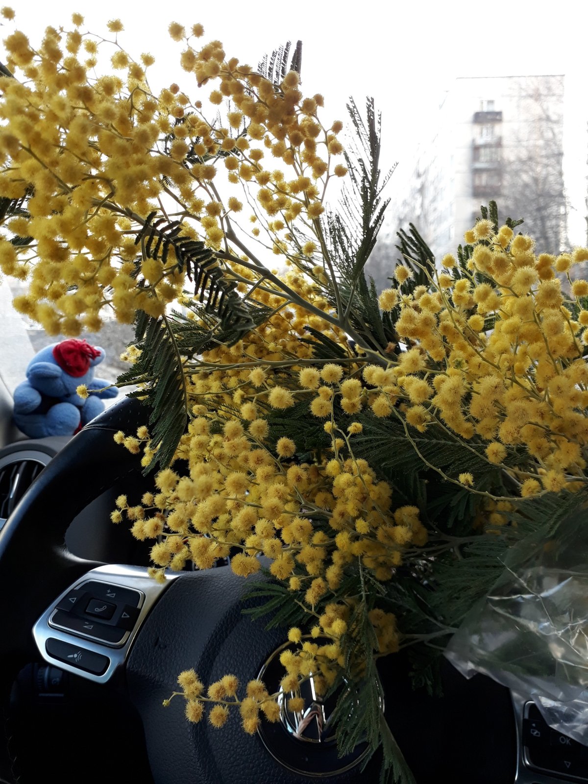 Ольга Базанова Мимоза