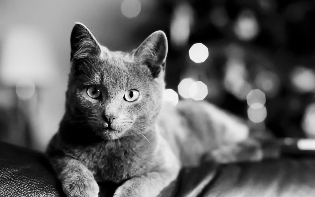 Черно белые картинки