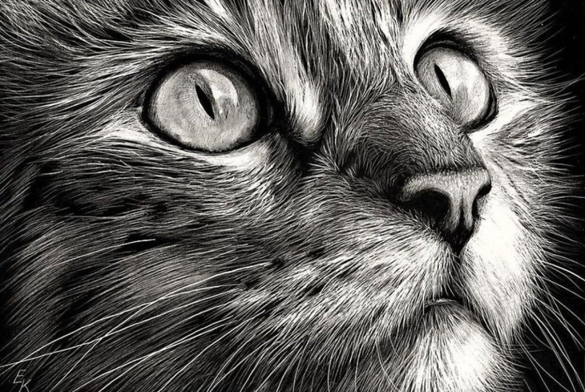 Рисунки котов