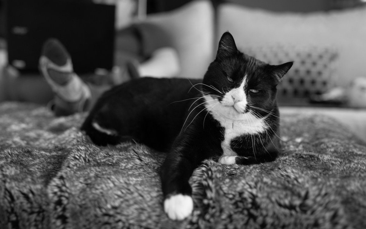 Котенок черно-белый