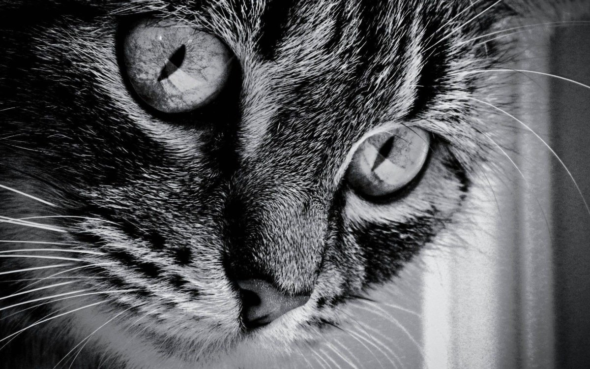 Глаза кошки