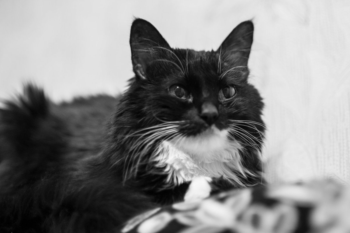 Черно белый кот