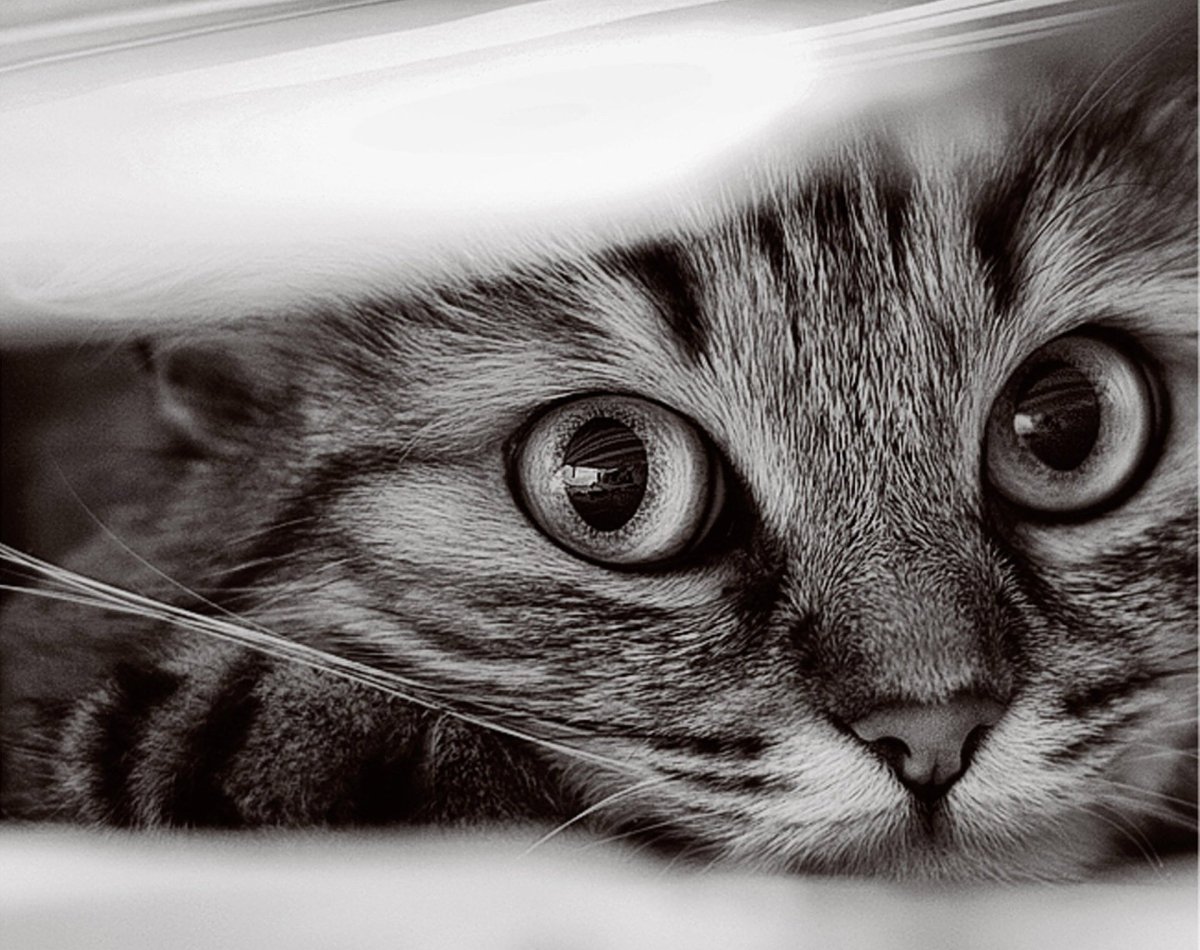 Картинки на рабочий стол котики