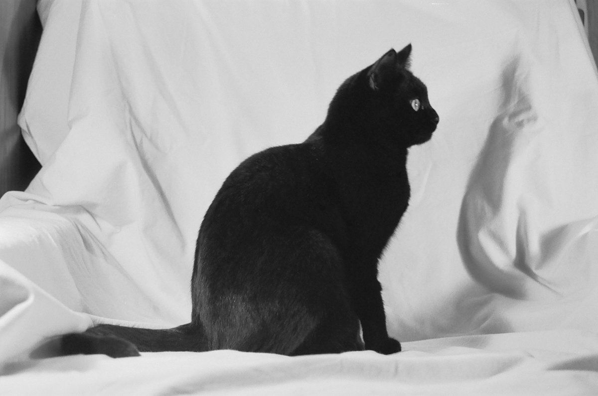 Черно белый кот гладкошерстный