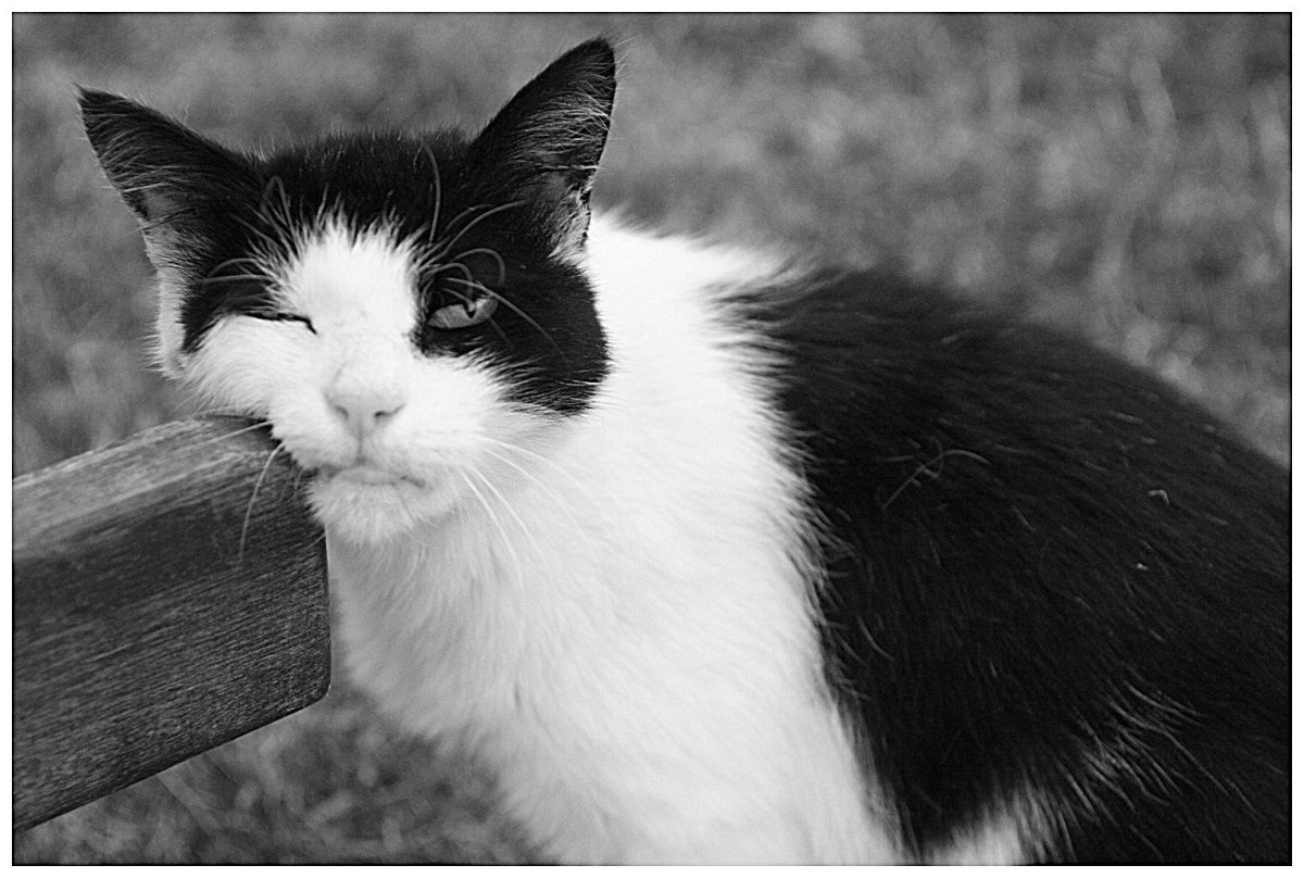 Чёрно белый кот