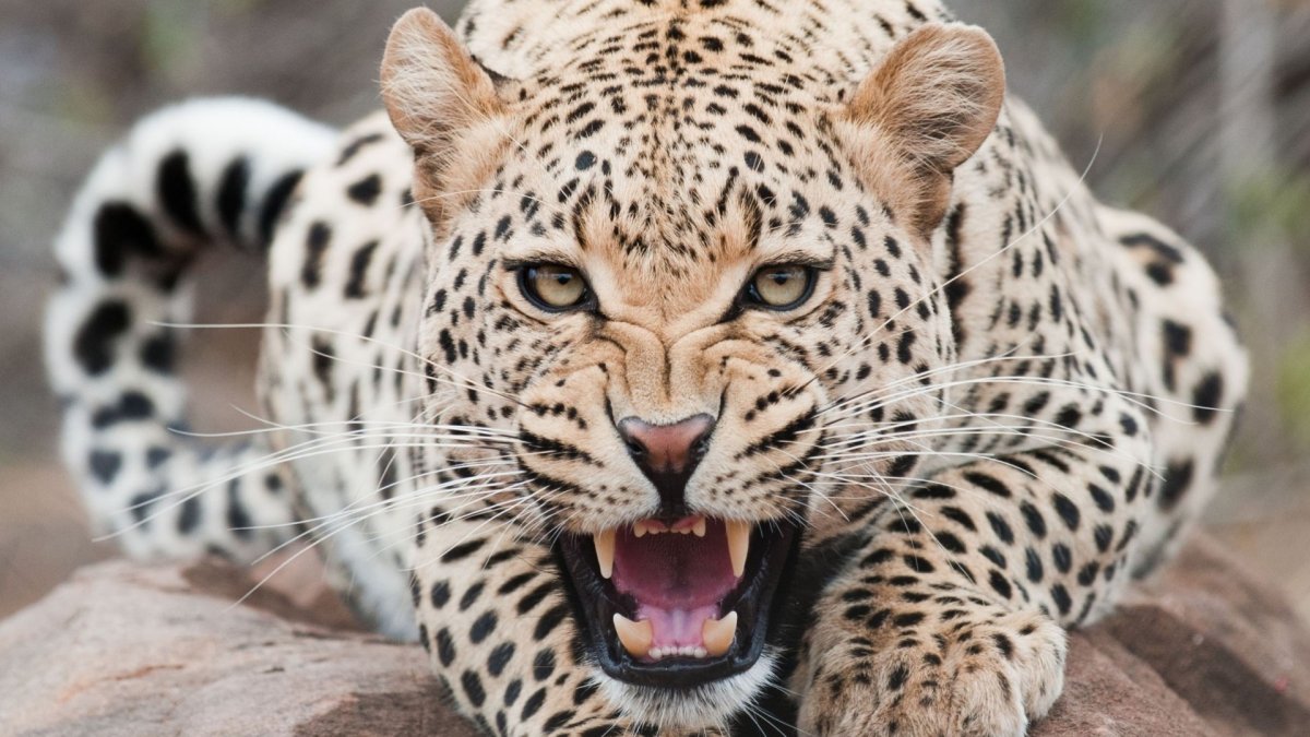 Неоновые обои