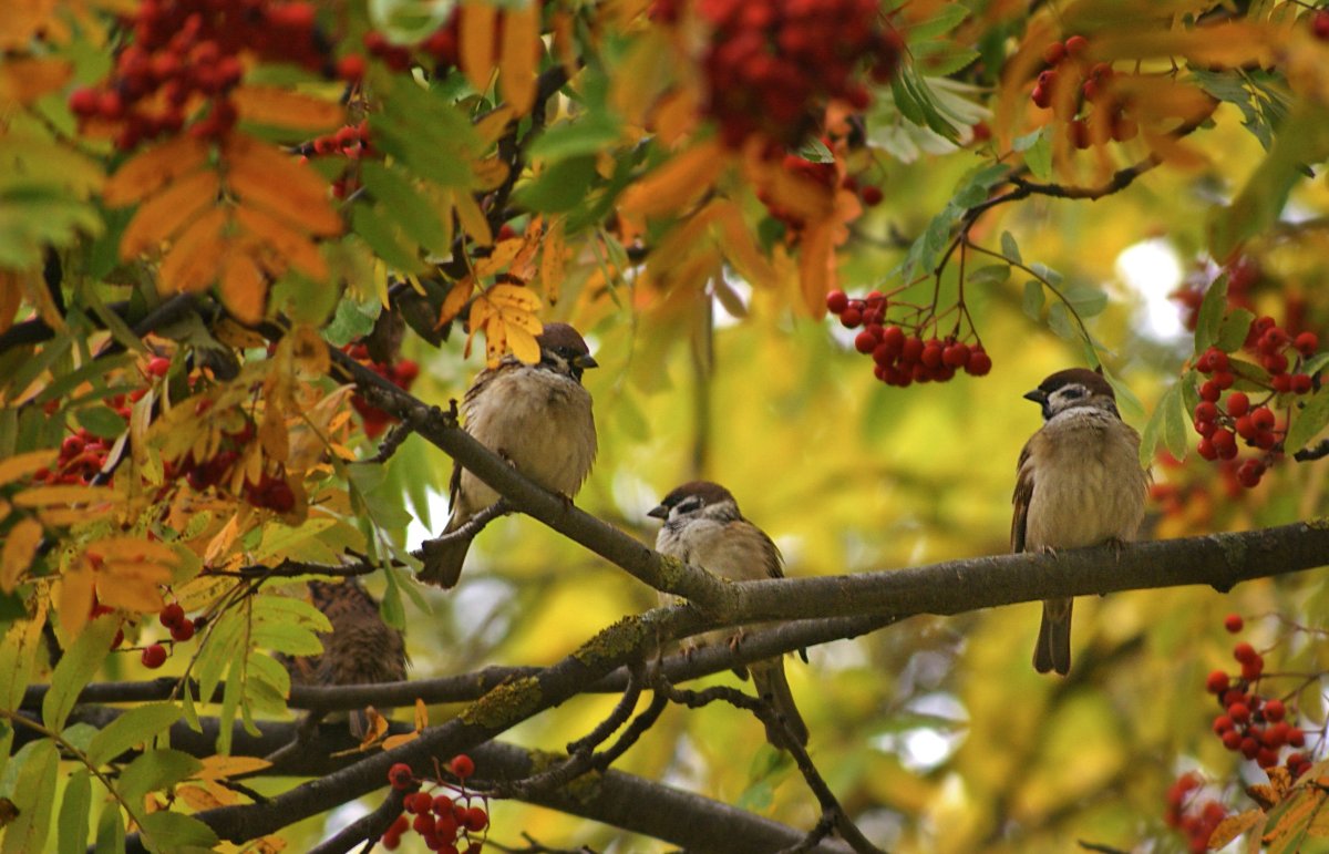 Осенние этно посиделки