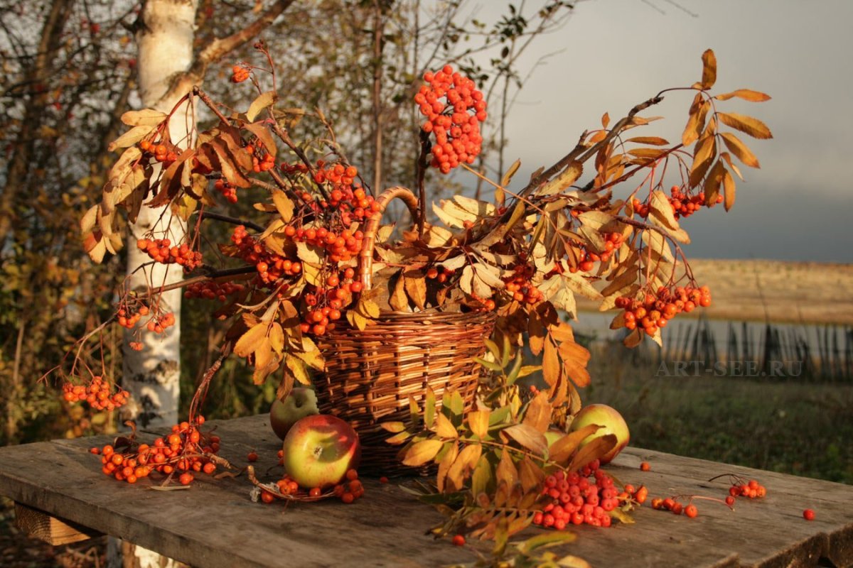 Золотая осень рябина