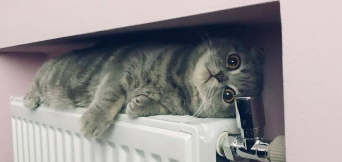 Котик греется