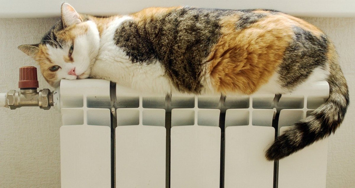 Кот на батарее