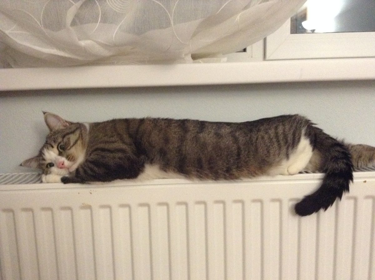 Кот на батарее