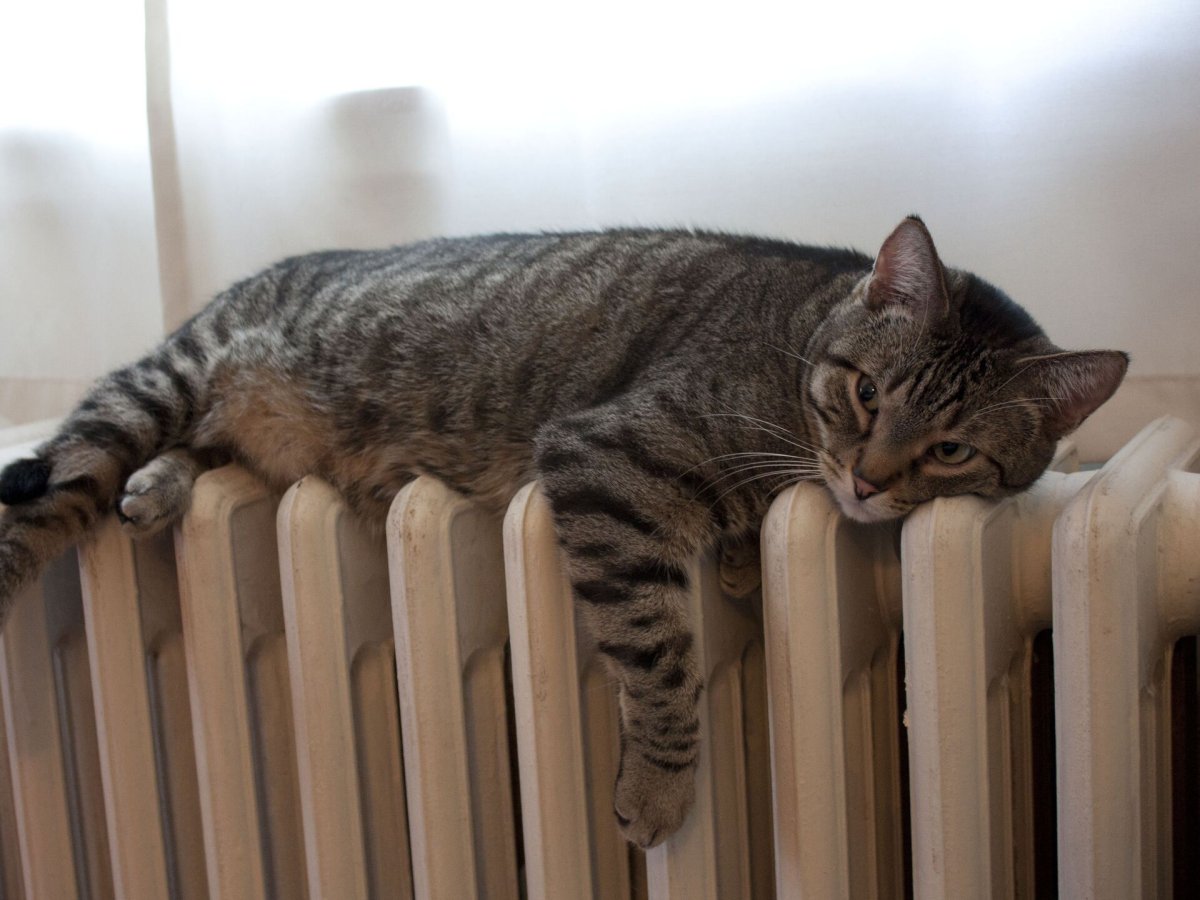 Отопление кот