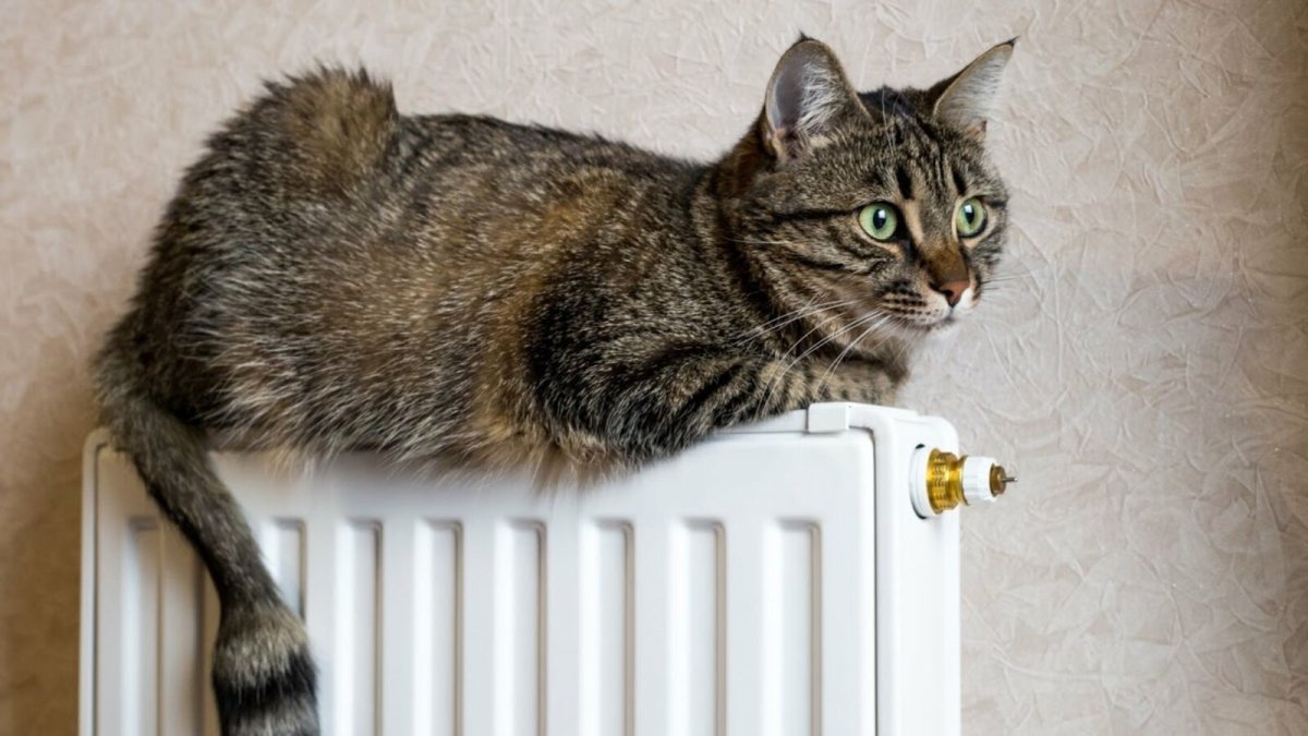 Отопление котик