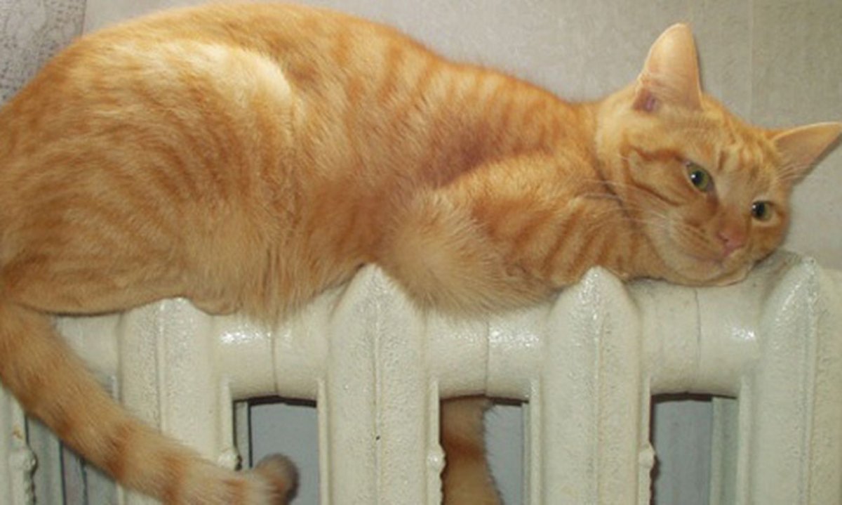 Кот греется на радиаторе