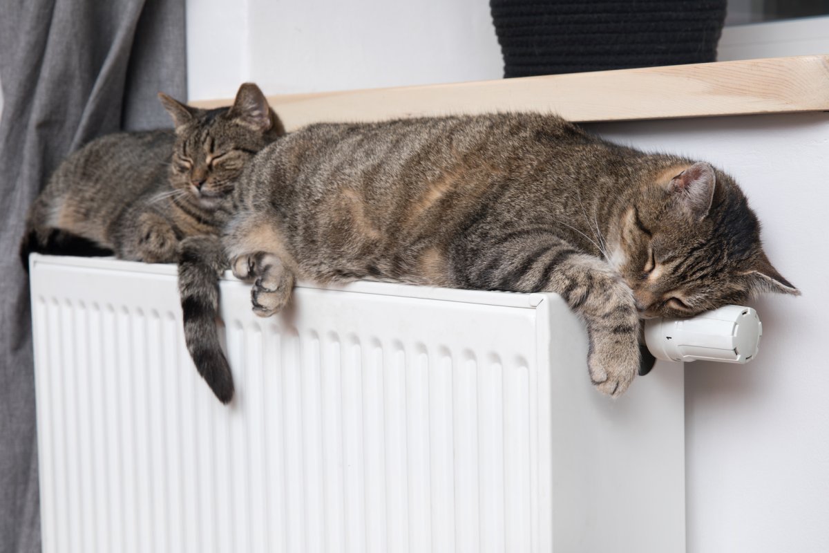 Кот на батарее отопления