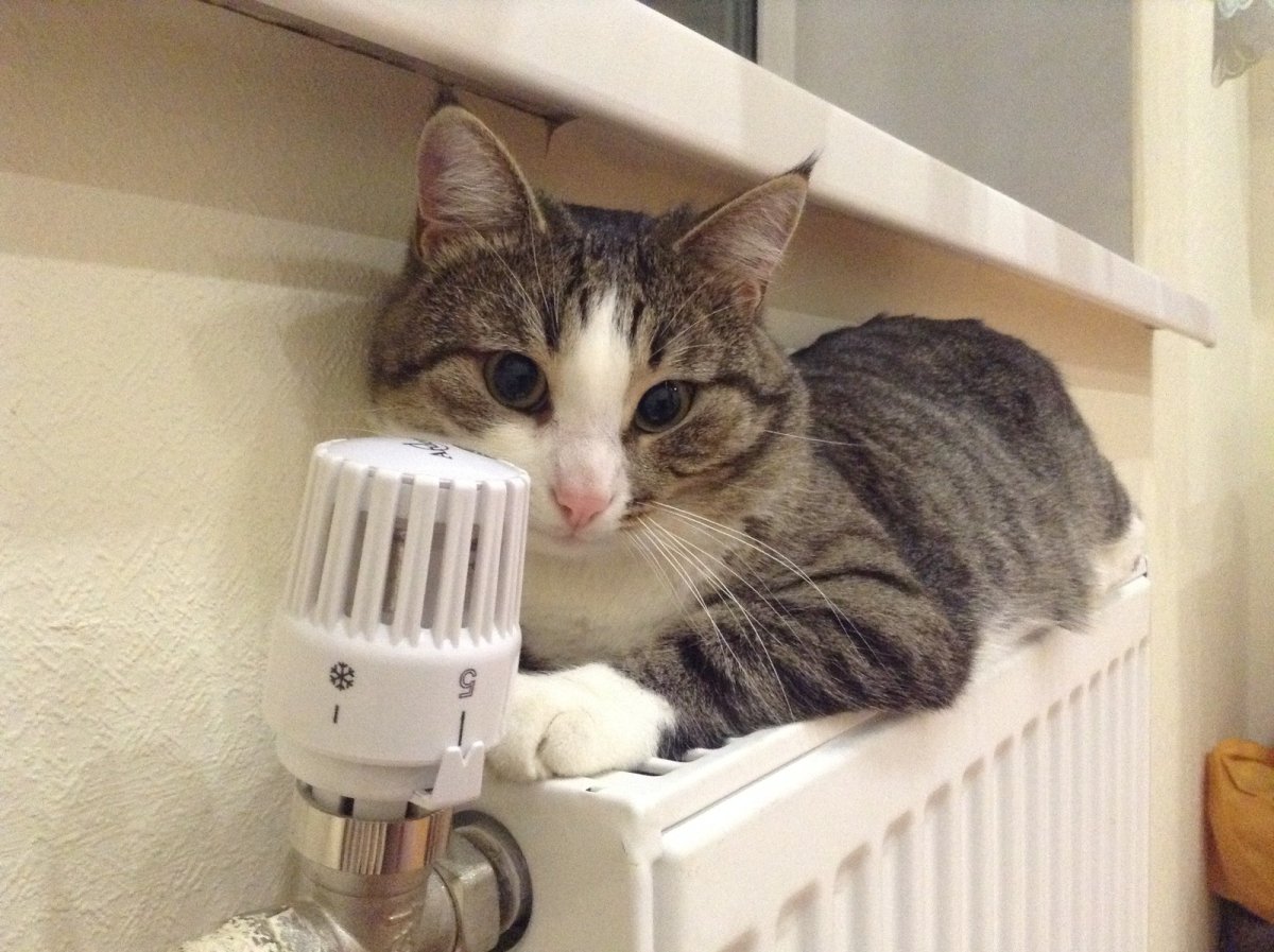 Котенок на батарее