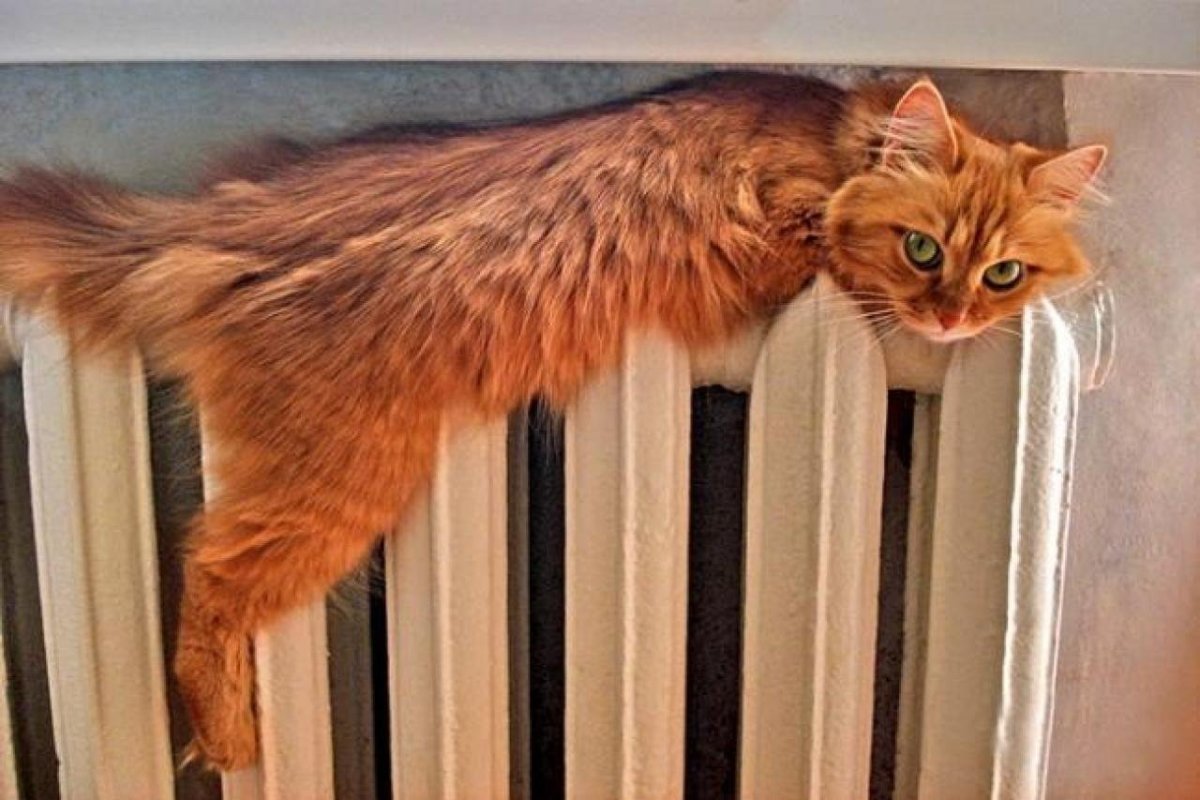 Котик на батарее