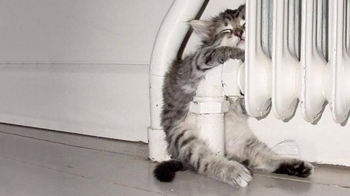 Котик на батарее