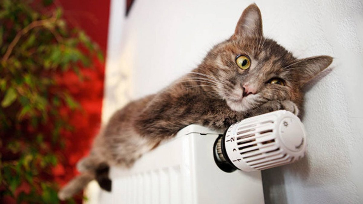 Котенок на батарее