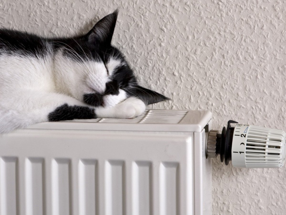 Кот около батареи