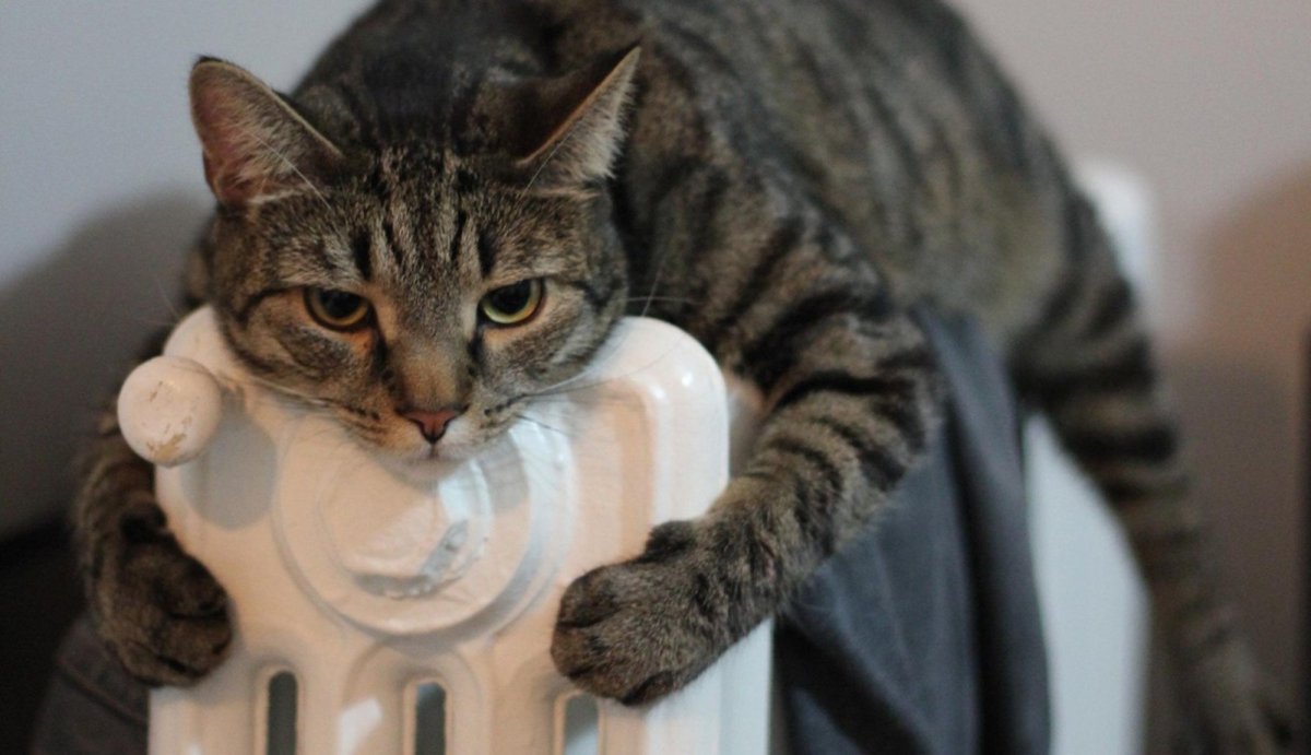 Киска на батарее