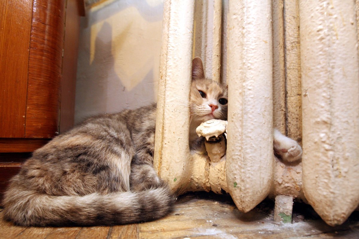 Кот и обогреватель