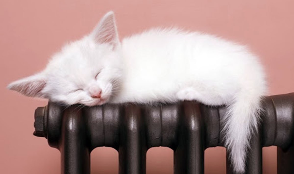 Кот на батарее