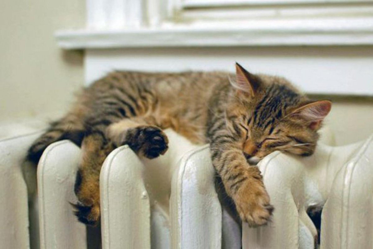 Кошка лежит на подоконнике