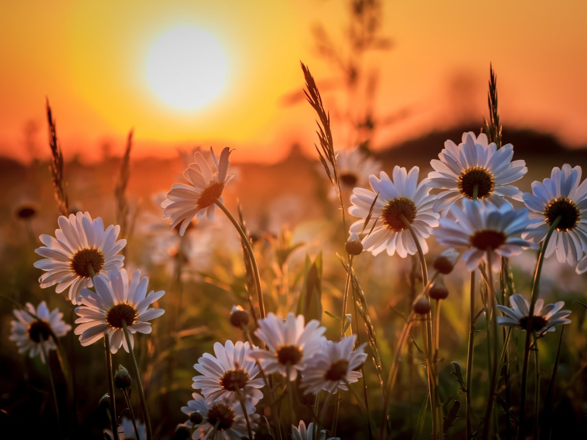 Рассвет над морем