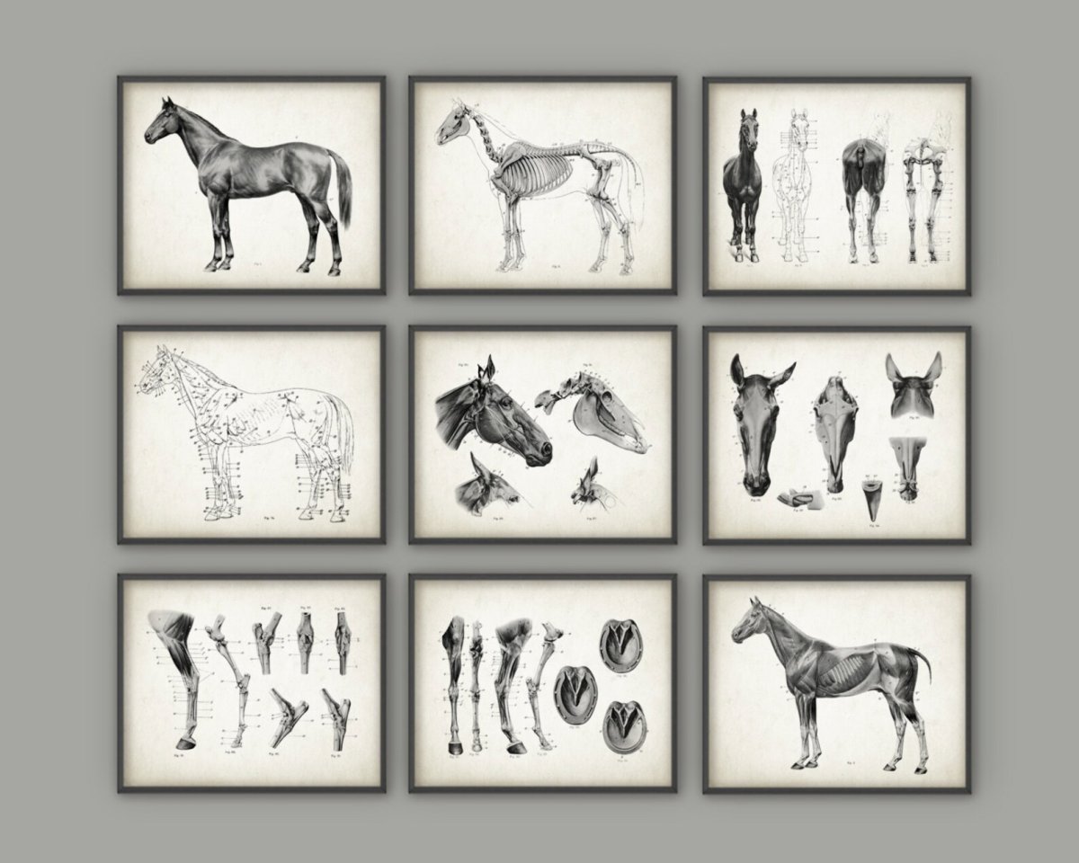 Ловади масти