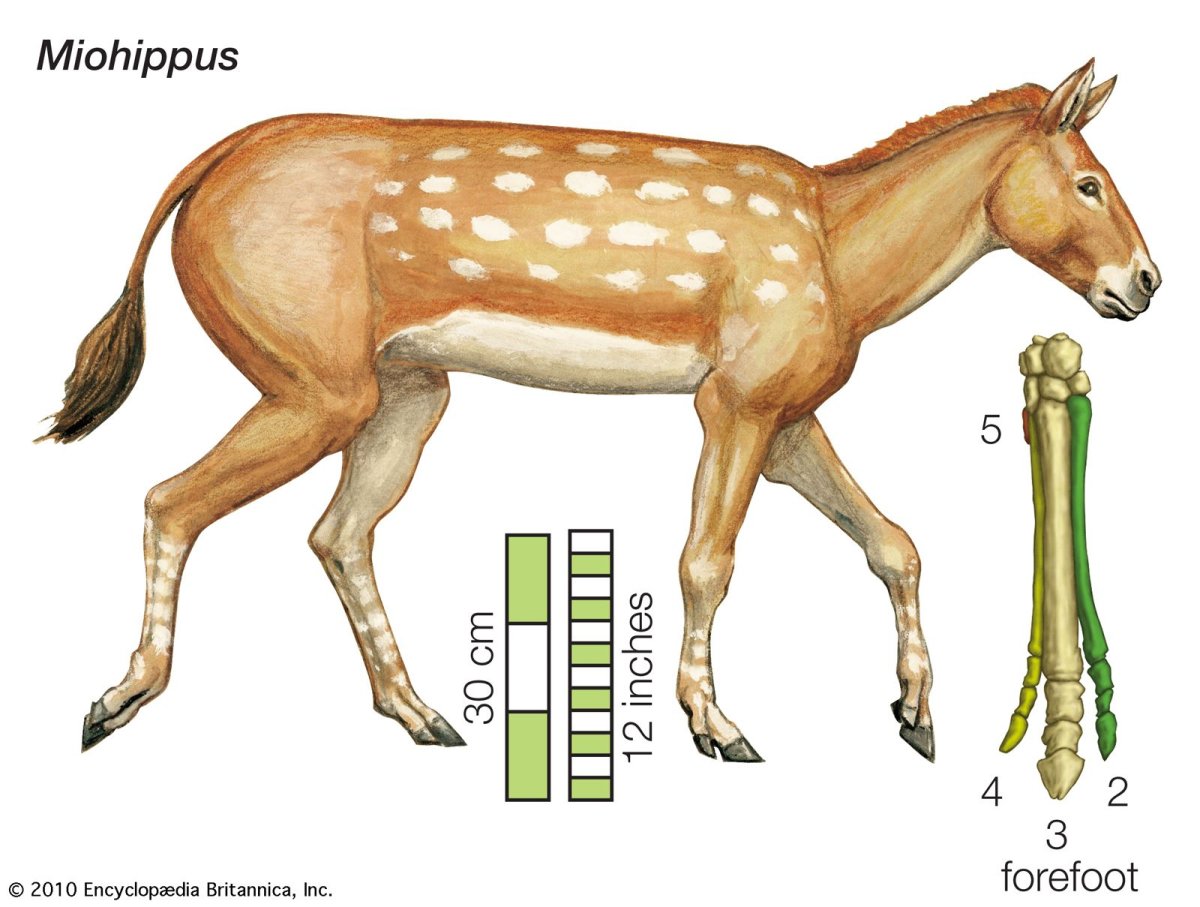 Филогенетический ряд лошади Ковалевский